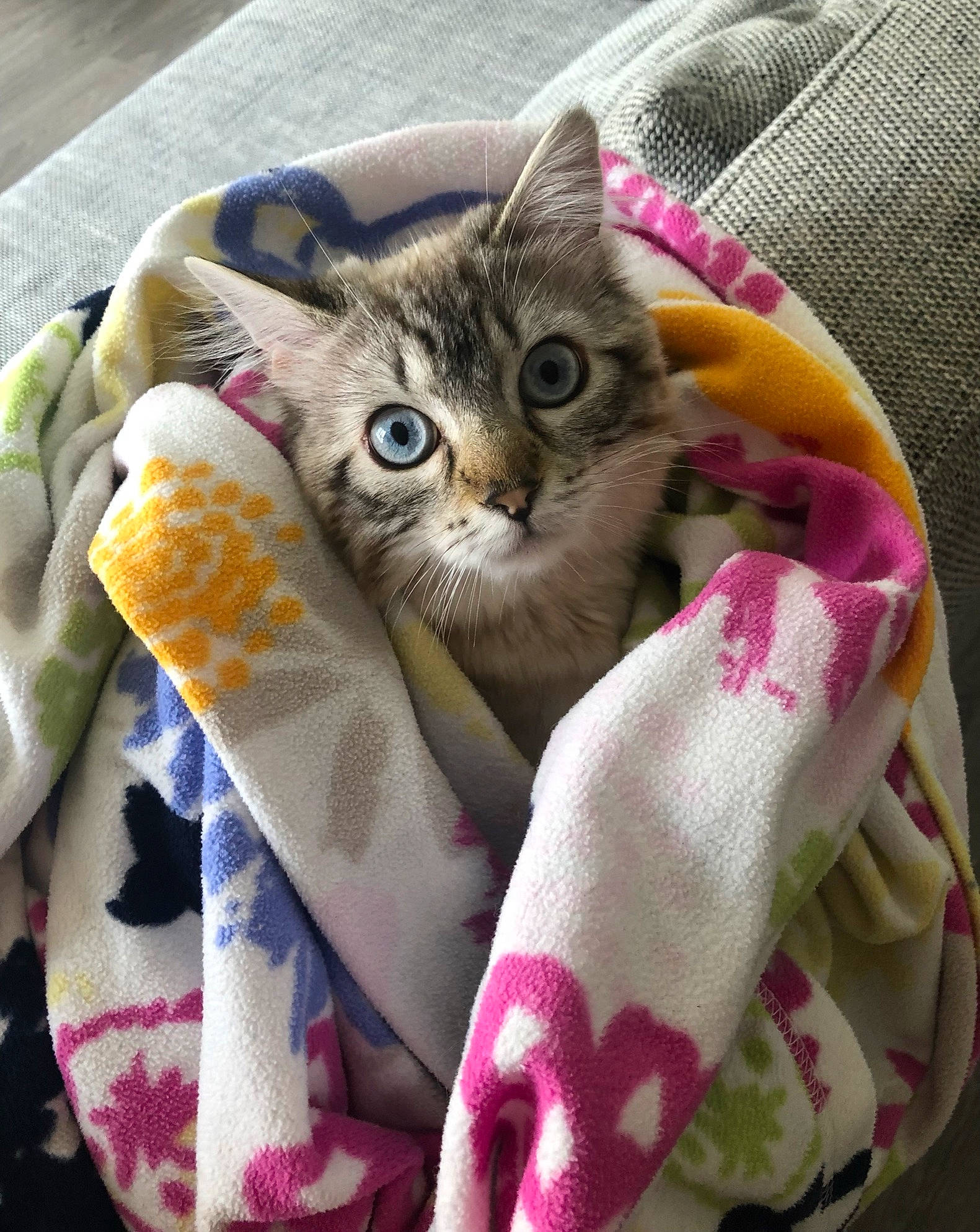 Albus participe au concours pour gagner de l'argent avec cette photo : bag, carnivore, cat, claw, comfort, domestic_short_haired_cat, eyewear, fashion_accessory, fawn, felidae, fur, hat, linens, luggage_and_bags, nail, pattern, paw, small_to_medium_sized_cats, textile, whiskers