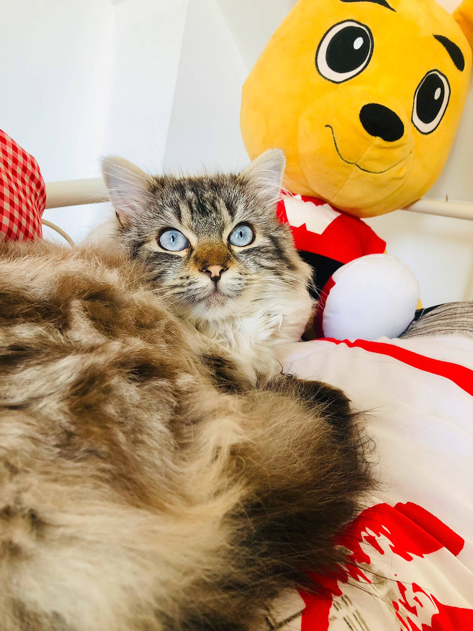 Albus a rejoint le concours — aidez-le/la à gagner de superbes lots ! bow_tie, carmine, carnivore, cat, claw, comfort, domestic_short_haired_cat, event, fawn, felidae, fur, glasses, happy, paw, plush, small_to_medium_sized_cats, stuffed_toy, tail, toy, whiskers