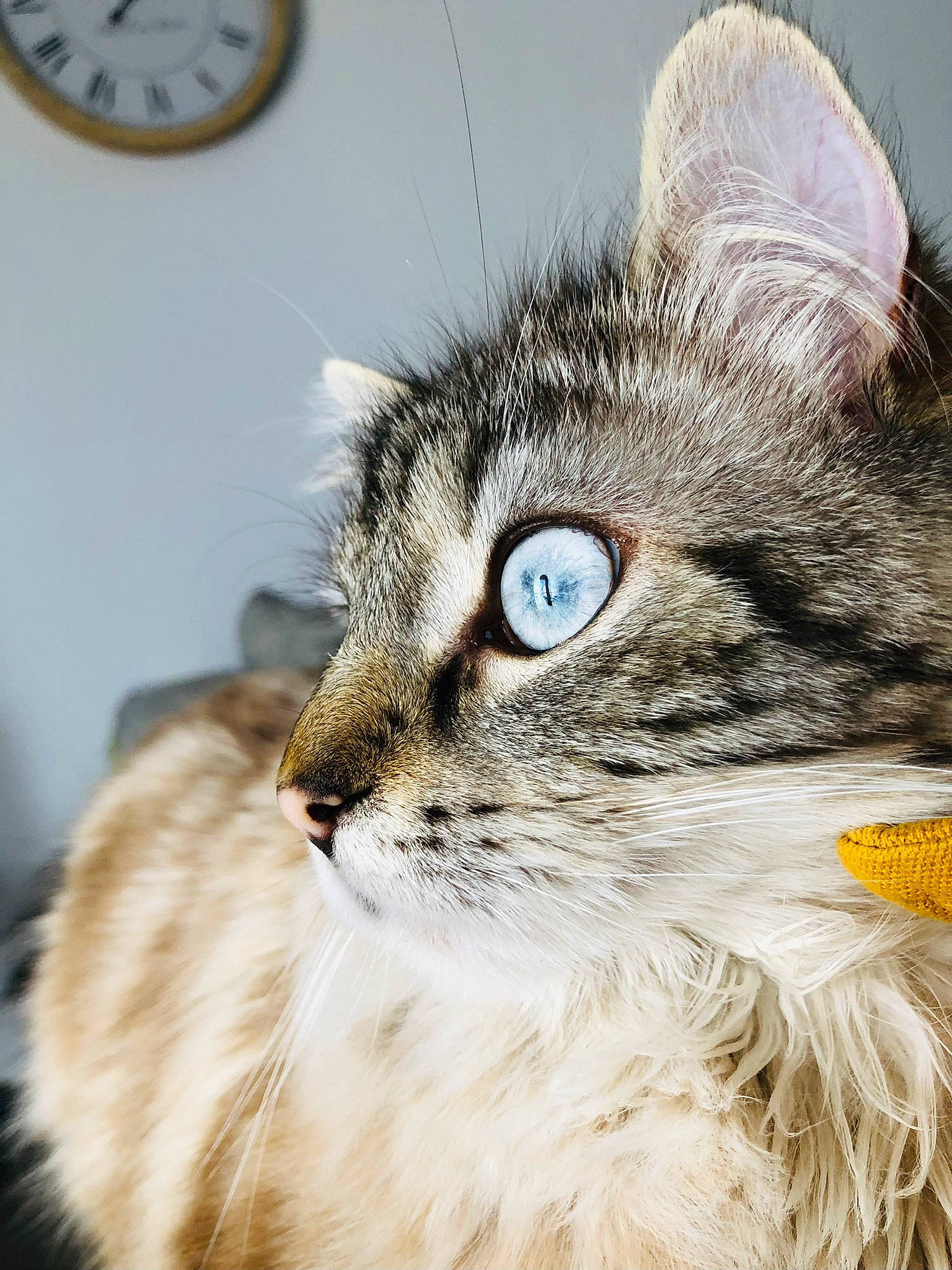 Albus participe au concours pour gagner de l'argent avec cette photo : carnivore, cat, clock, domestic_short_haired_cat, eye, fawn, felidae, fur, grass, hair, head, home_accessories, plant, quartz_clock, small_to_medium_sized_cats, snout, terrestrial_animal, tree, whiskers, wildlife