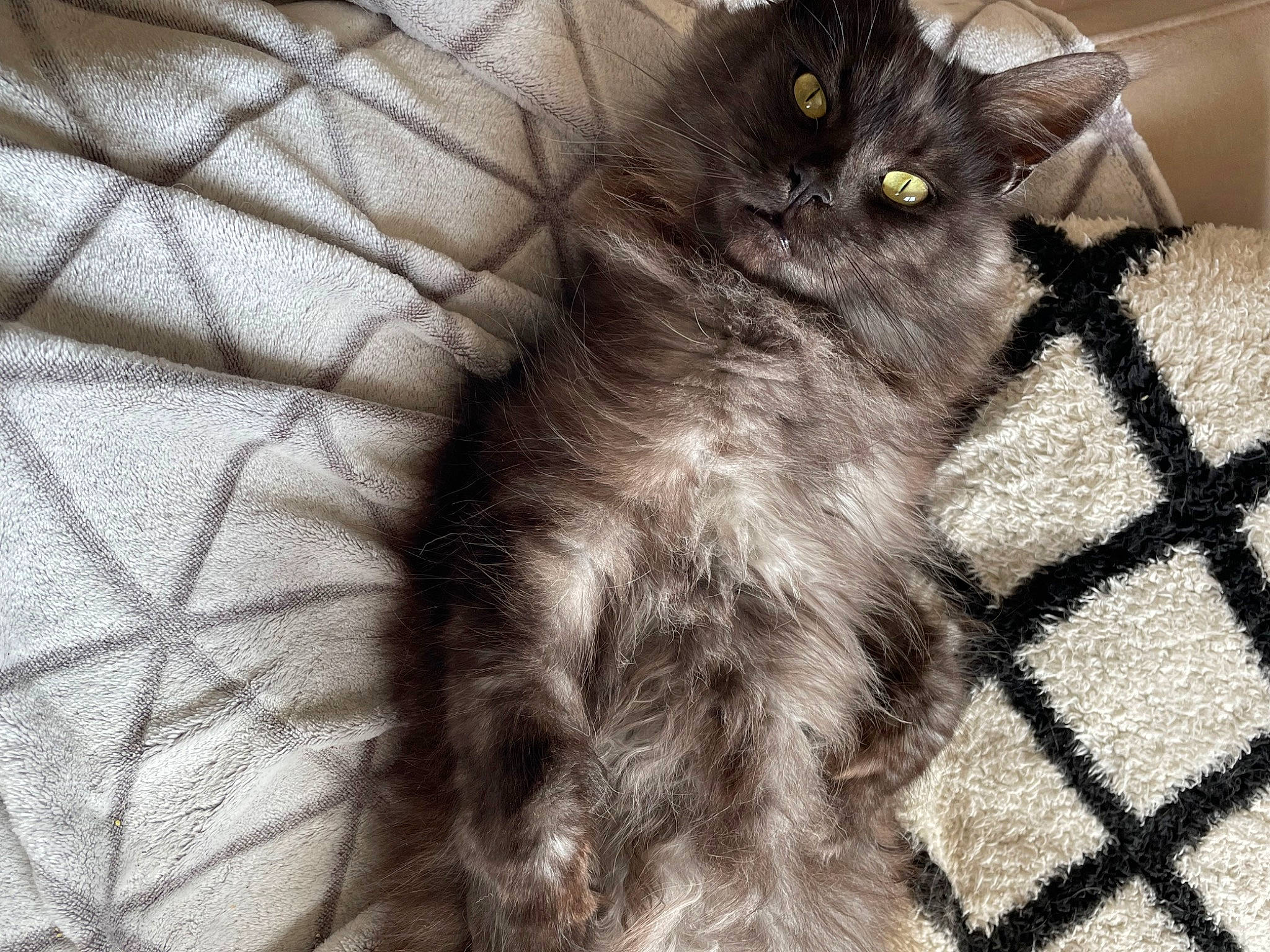 Tess participe au concours pour gagner de l'argent avec cette photo : black_cat, british_longhair, carnivore, cat, claw, domestic_short_haired_cat, felidae, flooring, fur, grey, monochrome, monochrome_photography, pattern, paw, small_to_medium_sized_cats, snout, tail, whiskers, working_animal