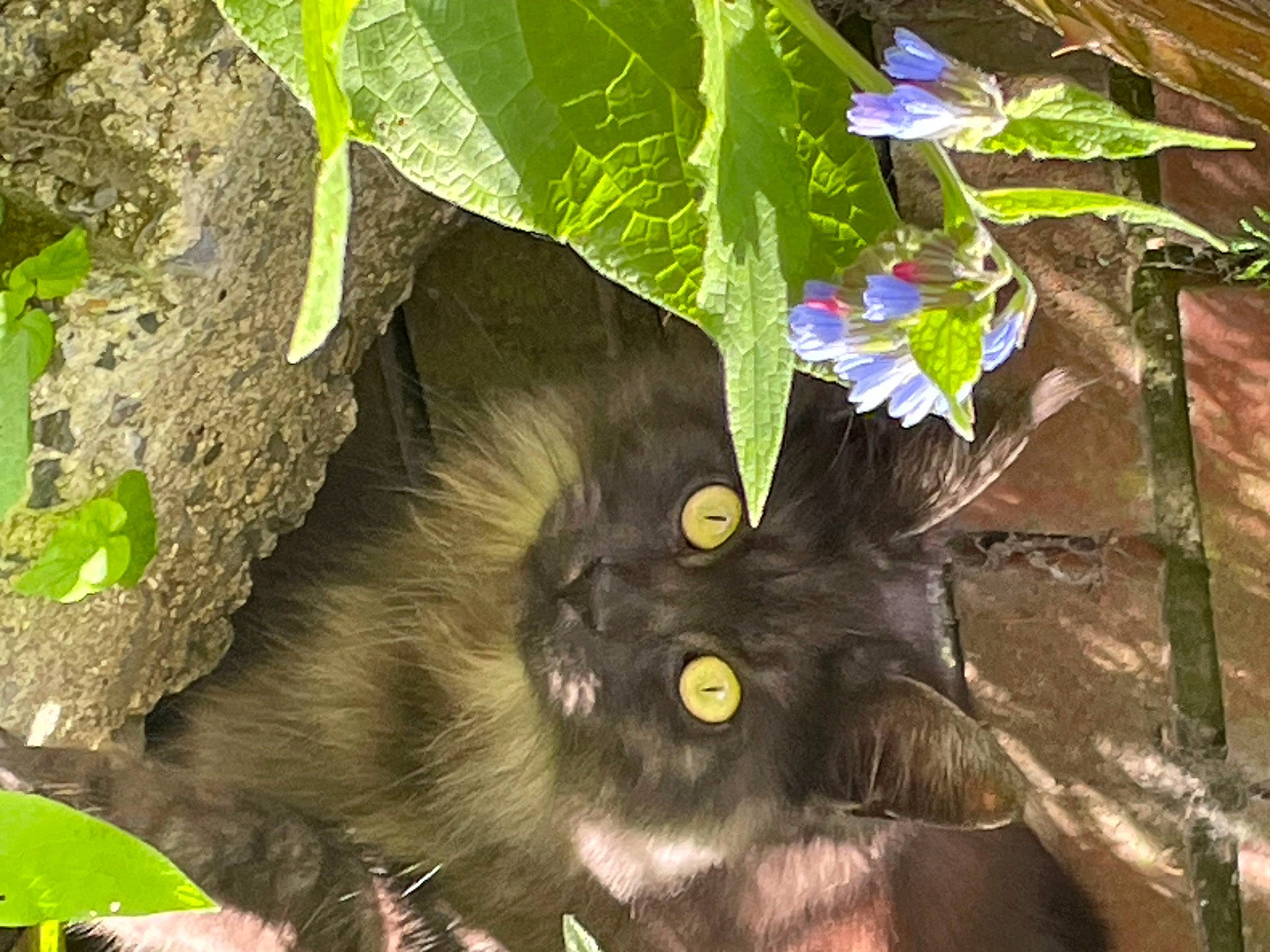 Tess participe au concours pour gagner de l'argent avec cette photo : annual_plant, botany, domestic_short_haired_cat, fawn, felidae, flower, flowering_plant, fur, grass, groundcover, herbaceous_plant, petal, plant, small_to_medium_sized_cats, soil, tail, terrestrial_animal, terrestrial_plant, whiskers, wood