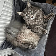 Miky a rejoint le concours — aidez-le/la à gagner de superbes lots ! cat, gray_cat, fluffy, indoor, pet_bed, hammock, relaxed, feline, tail_motion, cozy, fur, whiskers, curious, radiator, home, comfortable, resting, animal, cute, domestic_pet