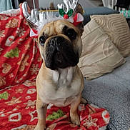 Alpha a rejoint le concours — aidez-le/la à gagner de superbes lots ! animal, attention, blanket, christmas, couch, cute, decor, dog, ears, face, festive, french_bulldog, fur, holiday, holiday_costume, indoor, living_room, pet, reindeer_antlers, sitting