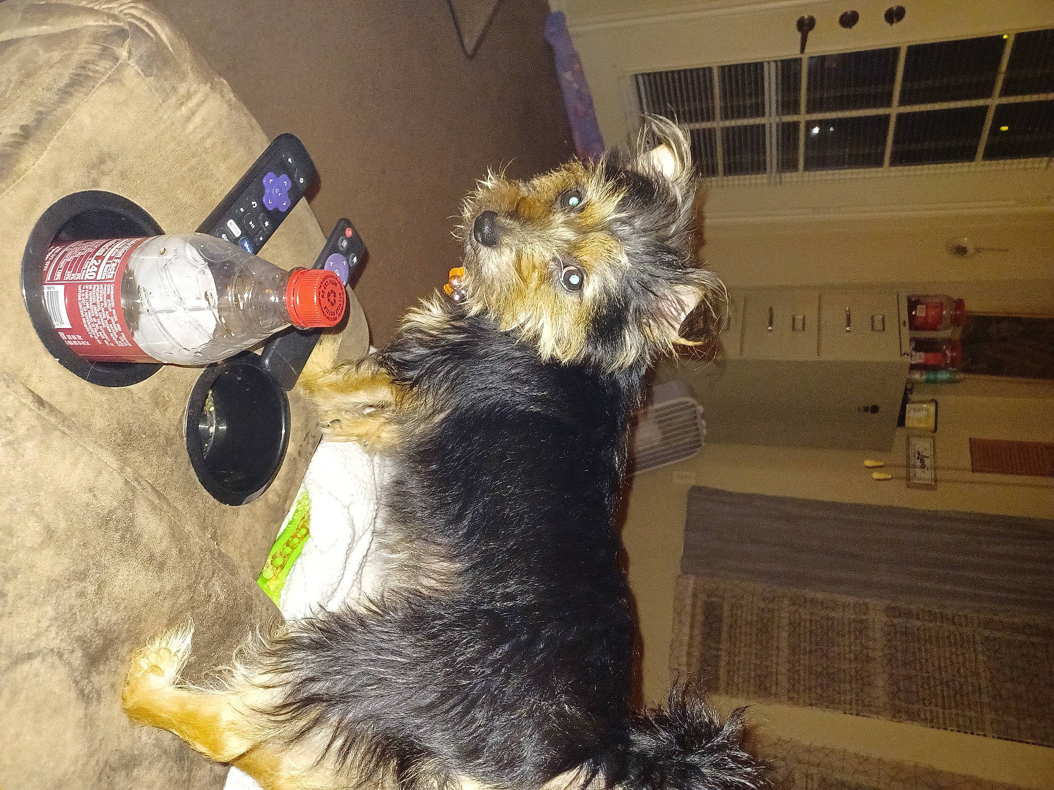 Sadie is registered to the contest to win money with this photo: airedale_terrier, bottle, canidae, carnivore, claw, companion_dog, dog, dog_breed, dog_supply, drink, felidae, fur, paw, schnauzer, small_terrier, sporting_group, tail, terrier, toy, toy_dog