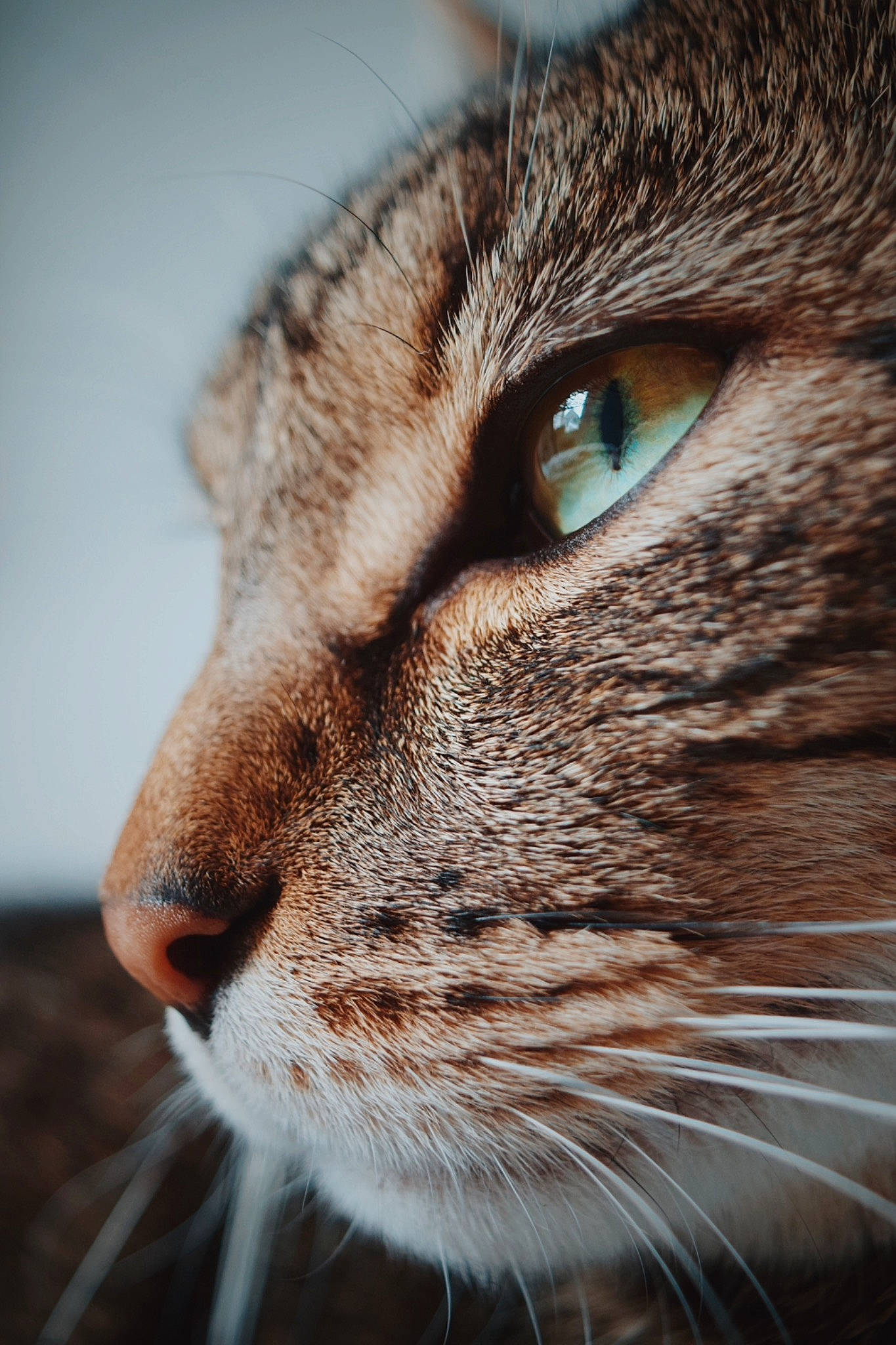 Misha a rejoint le concours — aidez-le/la à gagner de superbes lots ! aegean_cat, asian, carnivore, cat, close_up, domestic_short_haired_cat, ear, european_shorthair, eye, felidae, fur, mammal, nose, organ, photography, small_to_medium_sized_cats, snout, tabby_cat, whiskers, wildlife