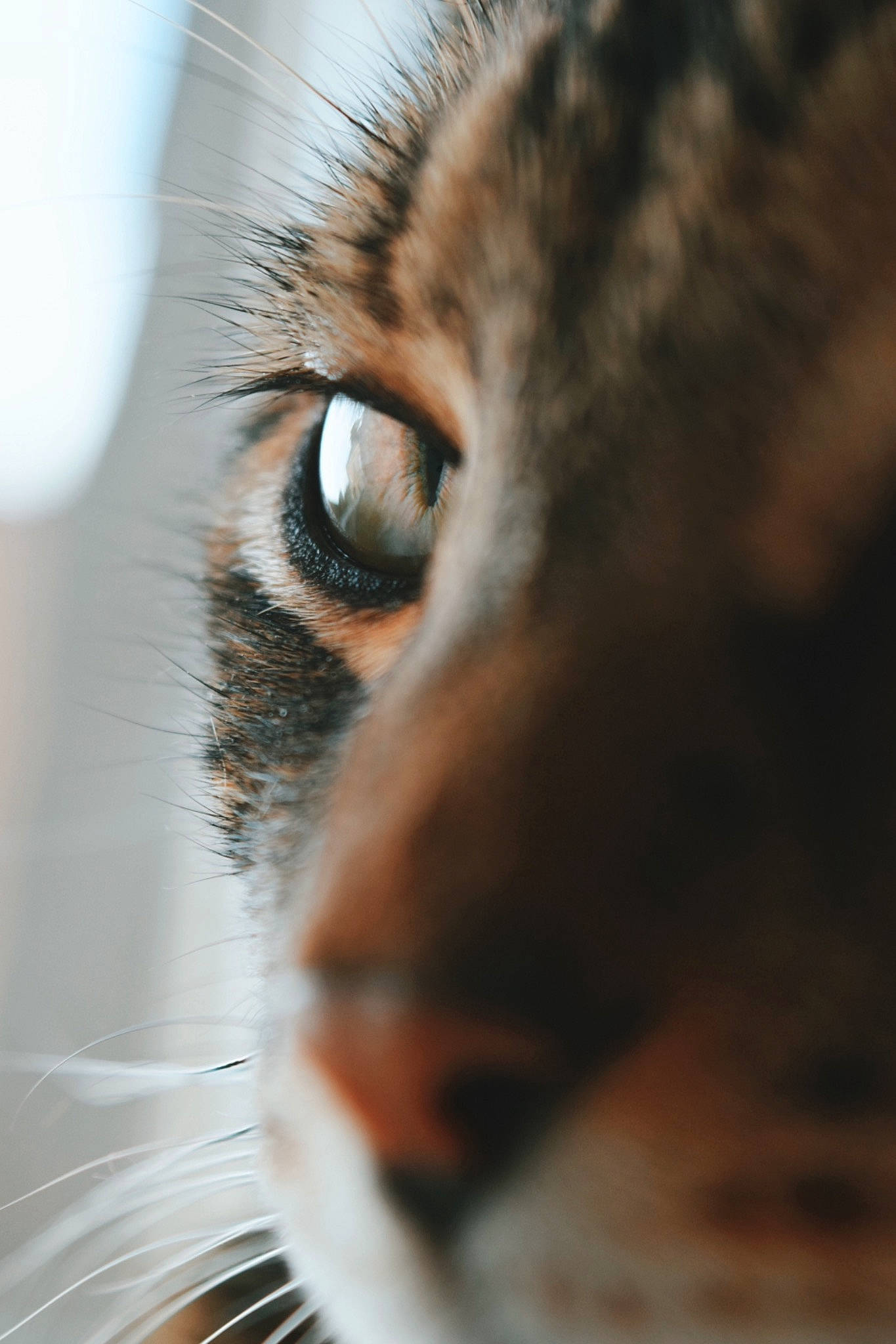 Misha a rejoint le concours — aidez-le/la à gagner de superbes lots ! bengal, carnivore, cat, close_up, european_shorthair, eye, felidae, fur, iris, kitten, macro_photography, nose, organ, photography, small_to_medium_sized_cats, snout, tabby_cat, toyger, whiskers, wildlife