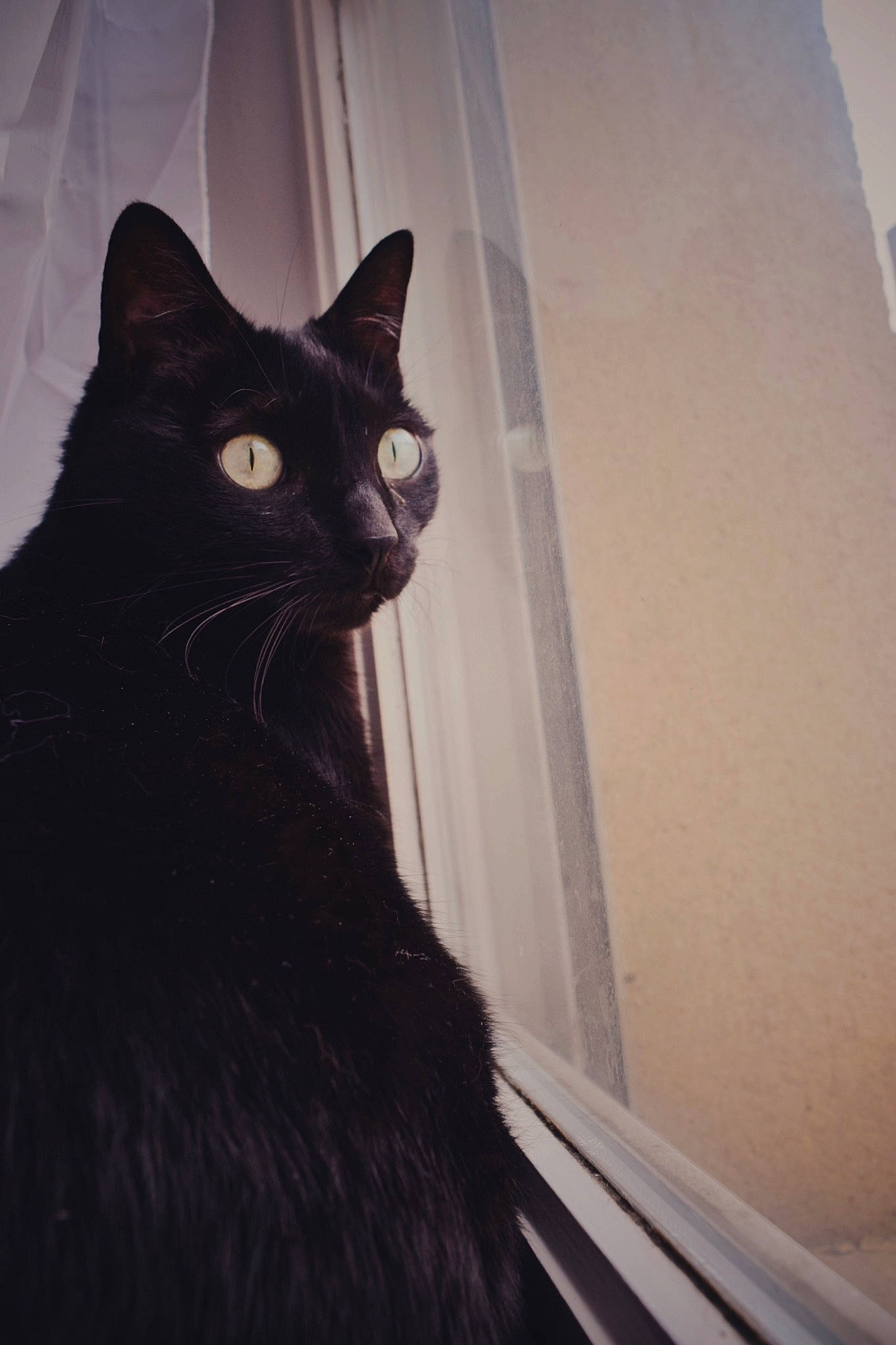 Béa participe au concours pour gagner de l'argent avec cette photo : asian, black, black_cat, bombay, carnivore, cat, domestic_short_haired_cat, ear, eye, felidae, fur, small_to_medium_sized_cats, snout, tail, whiskers, window