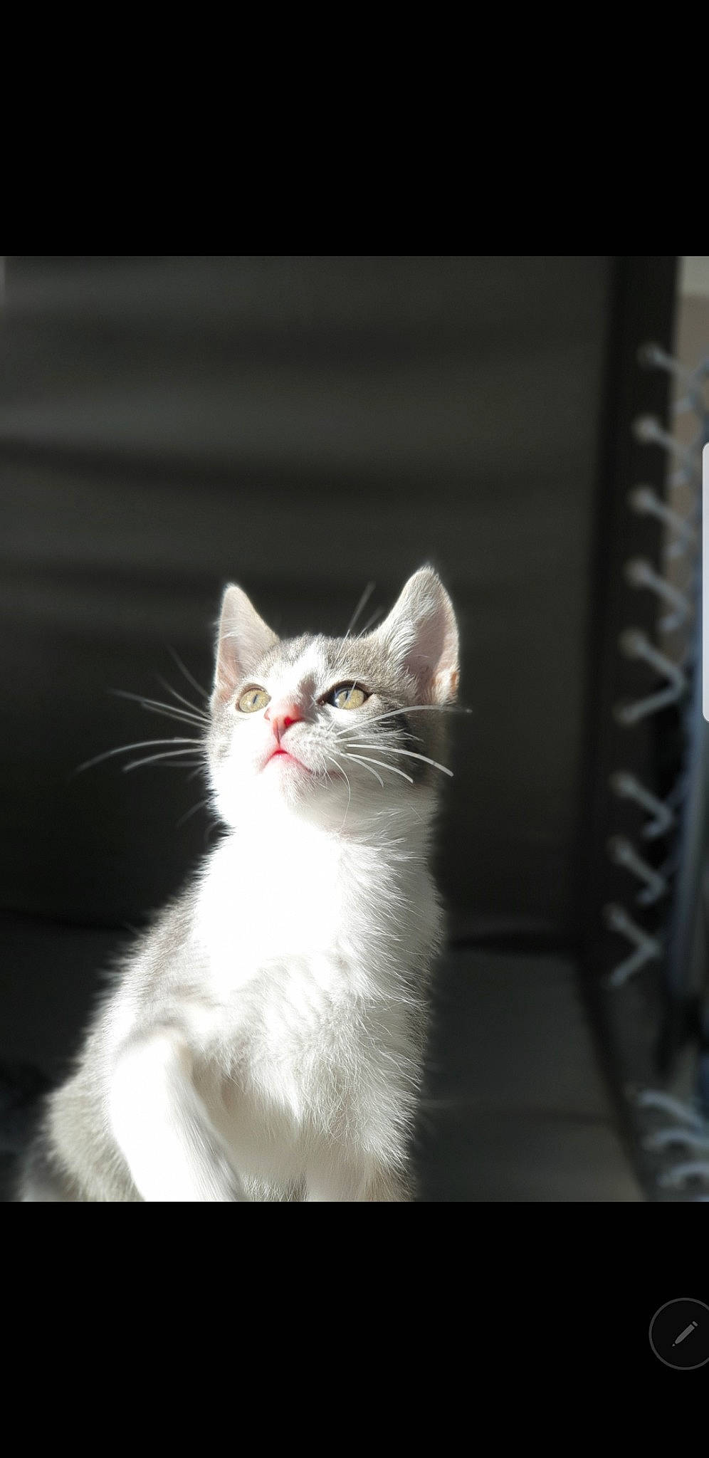 Pilou participe au concours pour gagner de l'argent avec cette photo : aegean_cat, american_wirehair, carnivore, cat, ear, eye, felidae, fur, kitten, mammal, norwegian_forest_cat, photography, small_to_medium_sized_cats, snapshot, snout, turkish_angora, turkish_van, vertebrate, whiskers, white