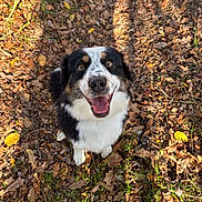 Vixie participe au concours pour gagner de l'argent avec cette photo : animal, autumn, canine, dog, eyes, forest_floor, fur, grass, happy, leaves, nature, nose, outdoor, panting, pet, playful, shadow, smiling, sunlight, tricolor