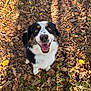 animal, autumn, canine, dog, eyes, forest_floor, fur, grass, happy, leaves, nature, nose, outdoor, panting, pet, playful, shadow, smiling, sunlight, tricolor