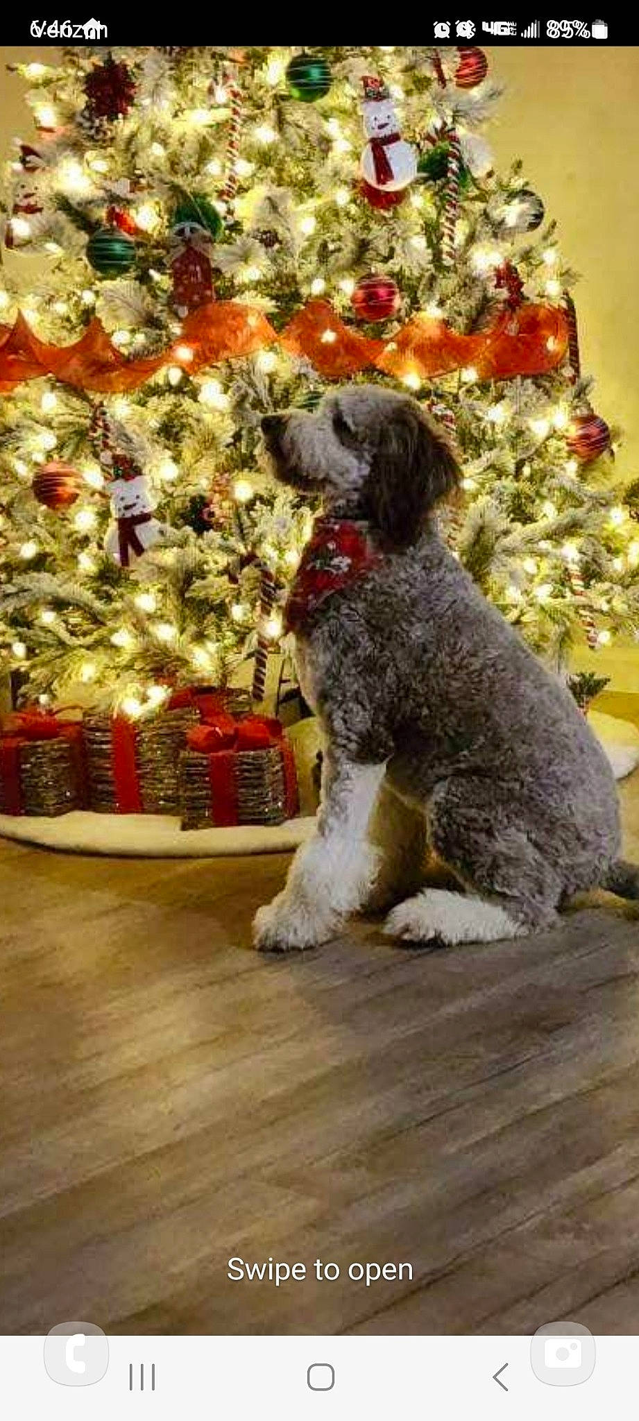 Jolie is registered to the contest to win money with this photo: carnivore, christmas_decoration, christmas_ornament, christmas_tree, companion_dog, dog, dog_breed, event, fawn, fur, holiday, holiday_ornament, ornament, plant, snout, sporting_group, tree, water_dog, wood, working_animal