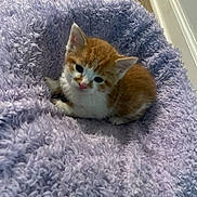 Ginger is registered to the contest to win money with this photo: animal, cat, cozy, cute, domestic_animal, feline, floor, fluffy_blanket, fur, indoor, kitten, lavender_blanket, looking_up, orange_cat, pet, resting, small, white_cat, wood_floor, young_animal