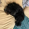 Oscar a rejoint le concours — aidez-le/la à gagner de superbes lots ! animal, black_fur, blanket, comfort, cozy, curled_up, cushion, cute, dog, fur, furry, home, indoor, nap, pet, relaxation, resting, sleep, sleeping, small_dog