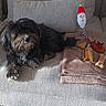 animal, beige, blanket, brown, chew_bones, couch, cozy, dog, dog_toys, fur, home, indoor, pet, relaxation, resting, rope_toy, small_dog, sunlight, texture, wooden_floor