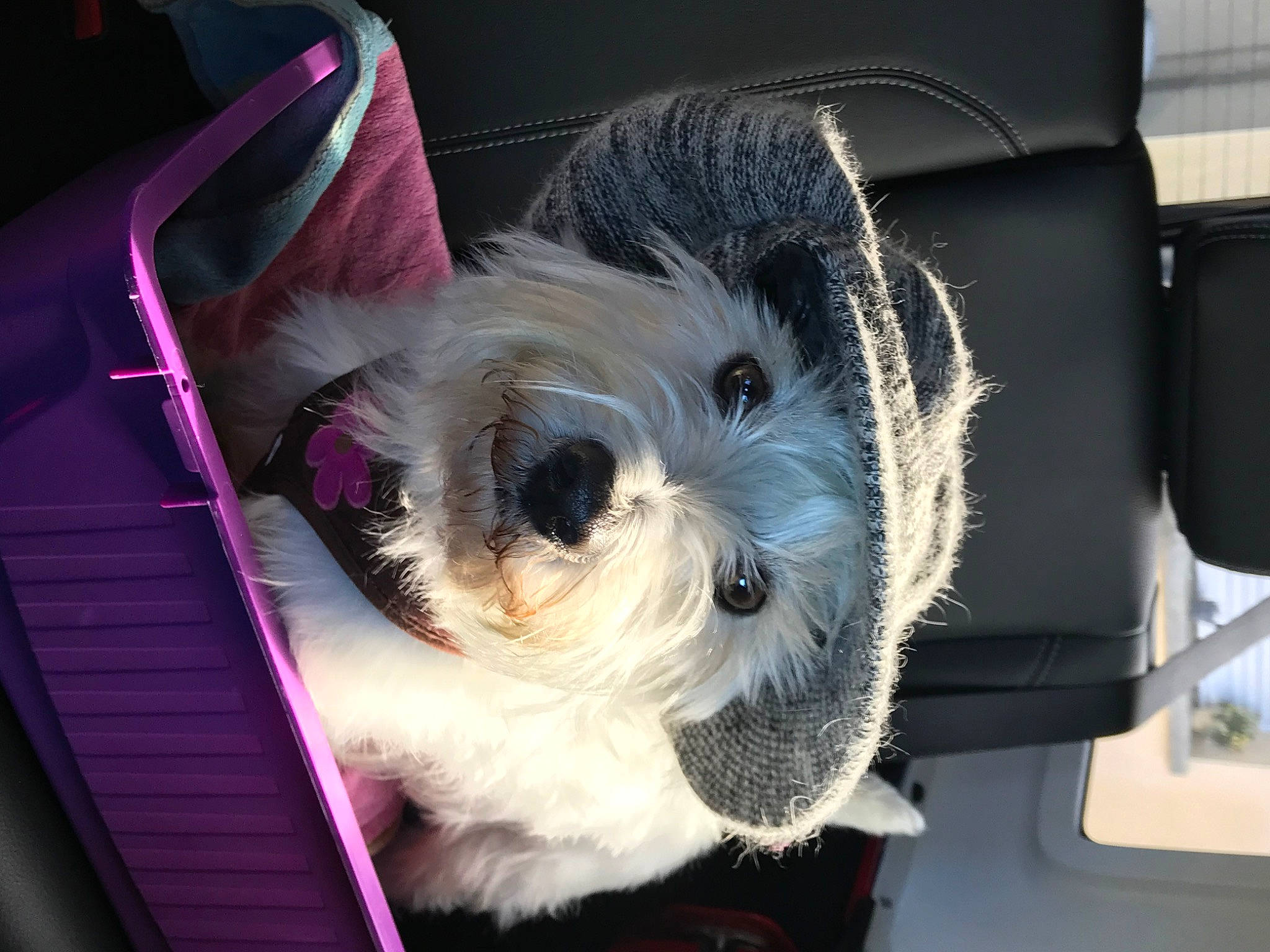 Melba a rejoint le concours — aidez-le/la à gagner de superbes lots ! canidae, carnivore, chinese_imperial_dog, companion_dog, dog, dog_breed, havanese, lowchen, maltese, mammal, morkie, non_sporting_group, old_english_sheepdog, puppy, rare_breed_dog, shih_tzu, snout, sporting_lucas_terrier, tibetan_terrier, toy_dog