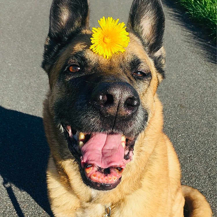 Ipo participe au concours pour gagner de l'argent avec cette photo : animal, canine, close_up, dandelion, daylight, dog, ears_up, flower, german_shepherd, grass, happy, leash, nature, outdoor, path, pet, sitting, smiling, sunny, tongue_out