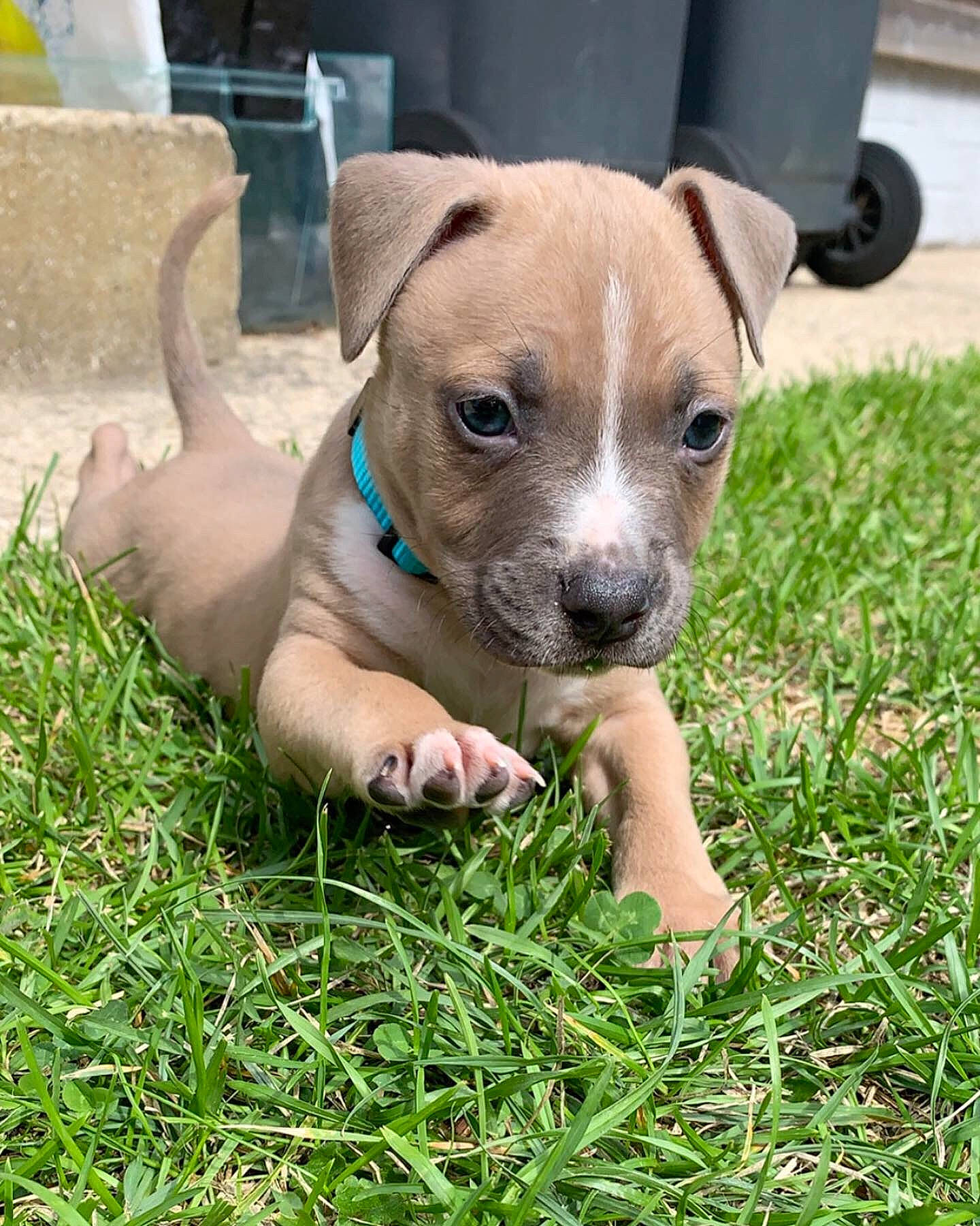 Patoune participe au concours pour gagner de l'argent avec cette photo : canidae, carnivore, collar, companion_dog, dog, dog_breed, dog_collar, dog_supply, fawn, liver, non_sporting_group, paw, pet_supply, puggle, puppy, snout, sporting_group, whiskers, working_animal, working_dog