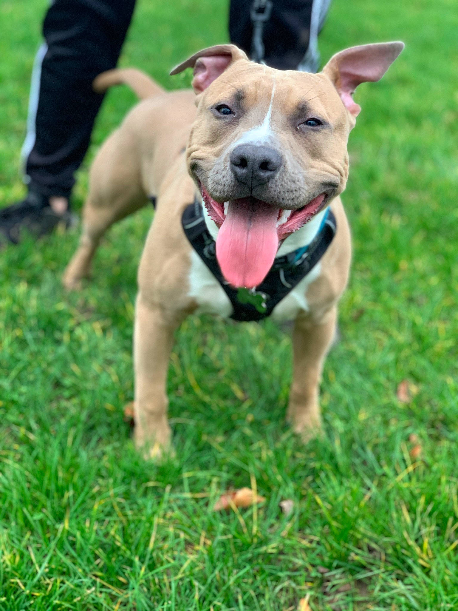 Patoune participe au concours pour gagner de l'argent avec cette photo : canidae, carnivore, collar, companion_dog, dog, dog_breed, dog_collar, dog_supply, dog_toy, grass, hunting_dog, lawn, mammal, pet_supply, pit_bull, snout, sporting_group, tongue, working_animal, working_dog