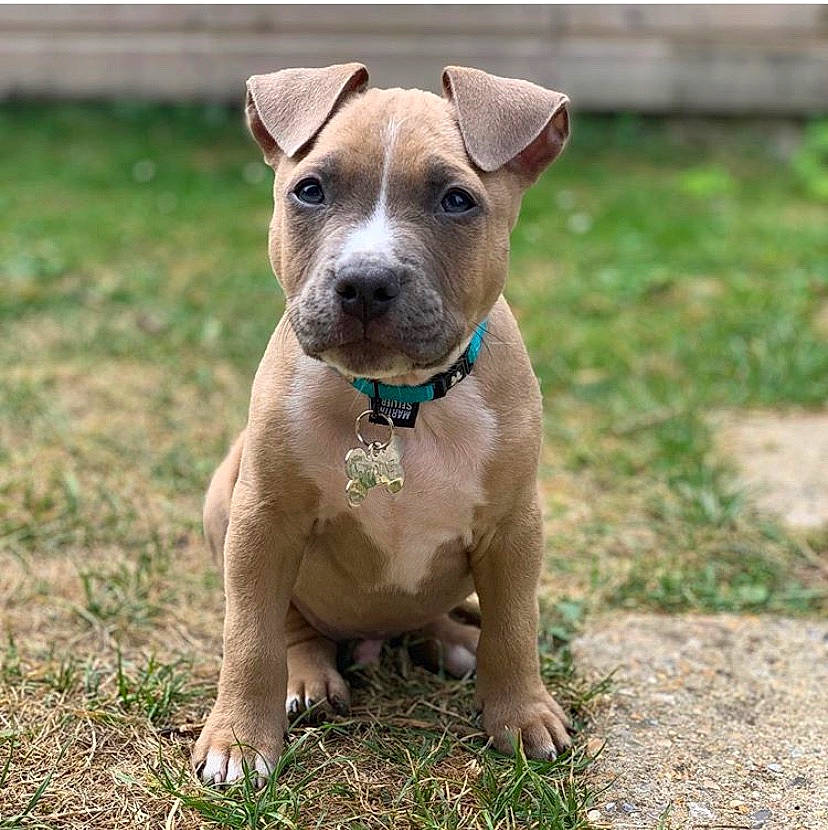 Patoune a rejoint le concours — aidez-le/la à gagner de superbes lots ! beige, brown, canidae, carnivore, companion_dog, dog, dog_breed, dog_collar, dog_supply, fawn, liver, mammal, non_sporting_group, pet_supply, puppy, skin, snout, sporting_group, working_animal, working_dog