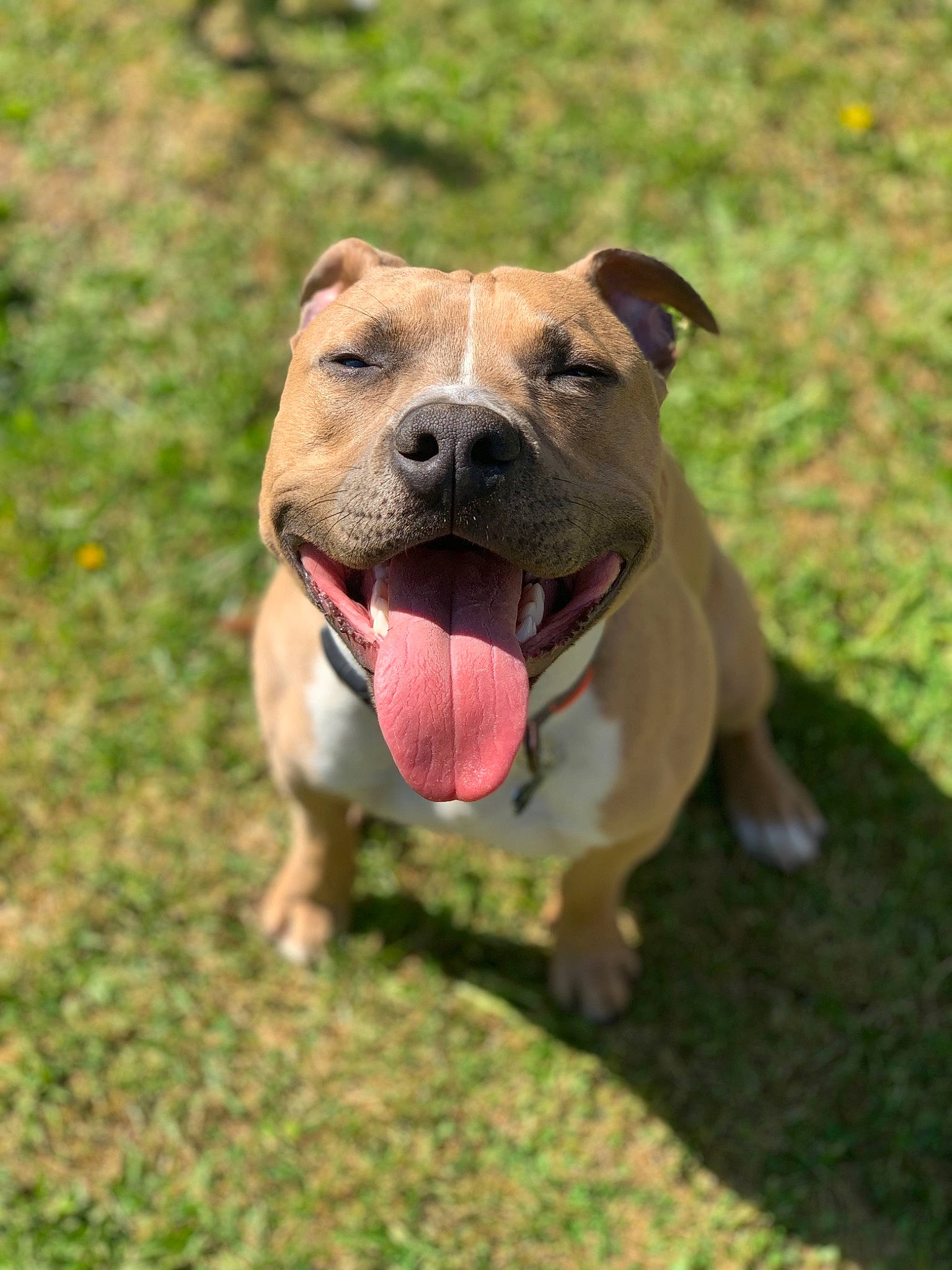 Patoune a rejoint le concours — aidez-le/la à gagner de superbes lots ! canidae, carnivore, collar, companion_dog, dog, dog_breed, dog_collar, fawn, grass, guard_dog, hunting_dog, jaw, liver, snout, sporting_group, tongue, whiskers, working_animal, working_dog, wrinkle