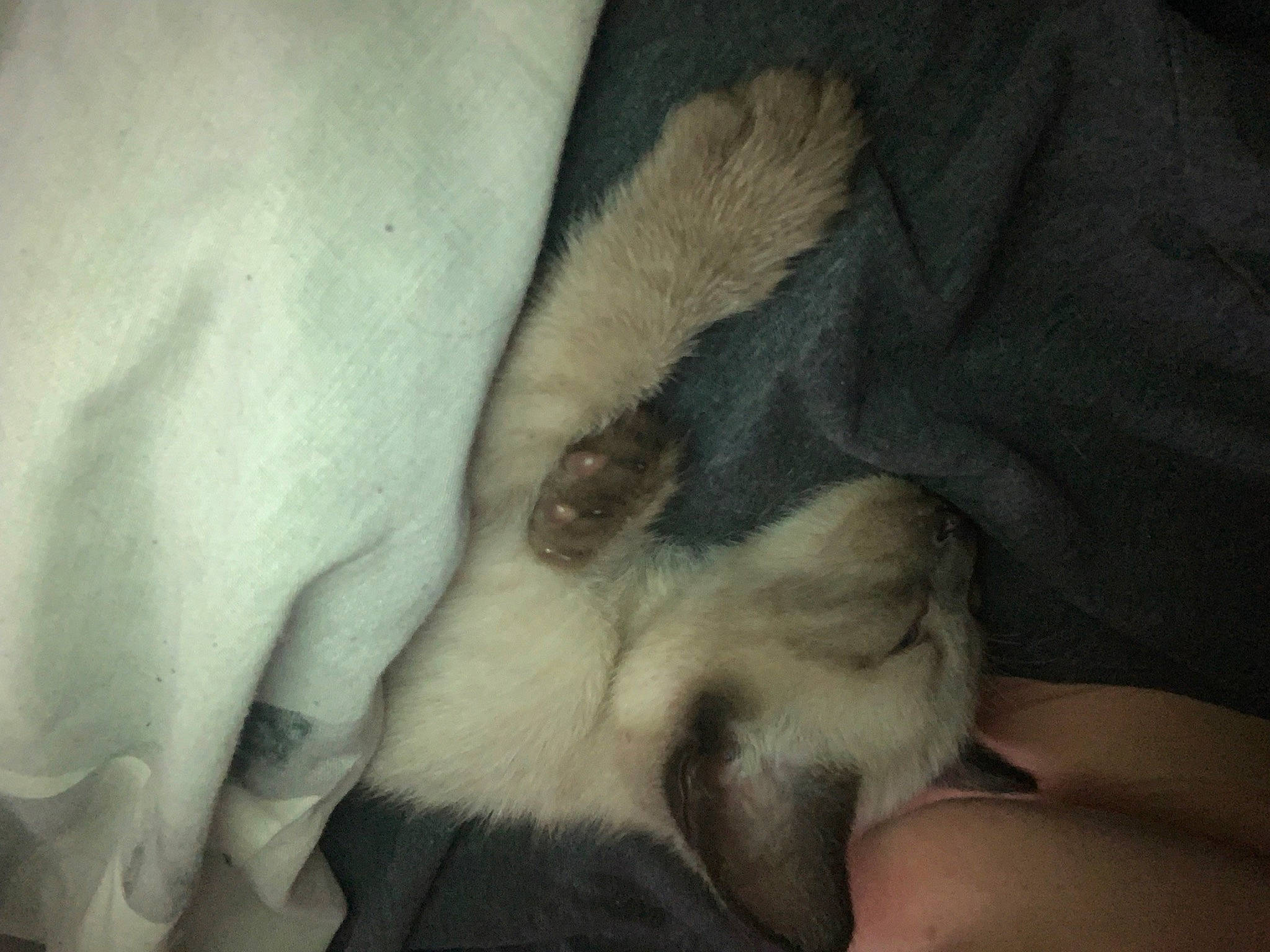 Smokey is registered to the contest to win money with this photo: canidae, carnivore, cat, claw, comfort, companion_dog, dog_breed, fawn, felidae, foot, fur, nap, paw, small_to_medium_sized_cats, snout, sporting_group, tail, terrestrial_animal, toe, whiskers