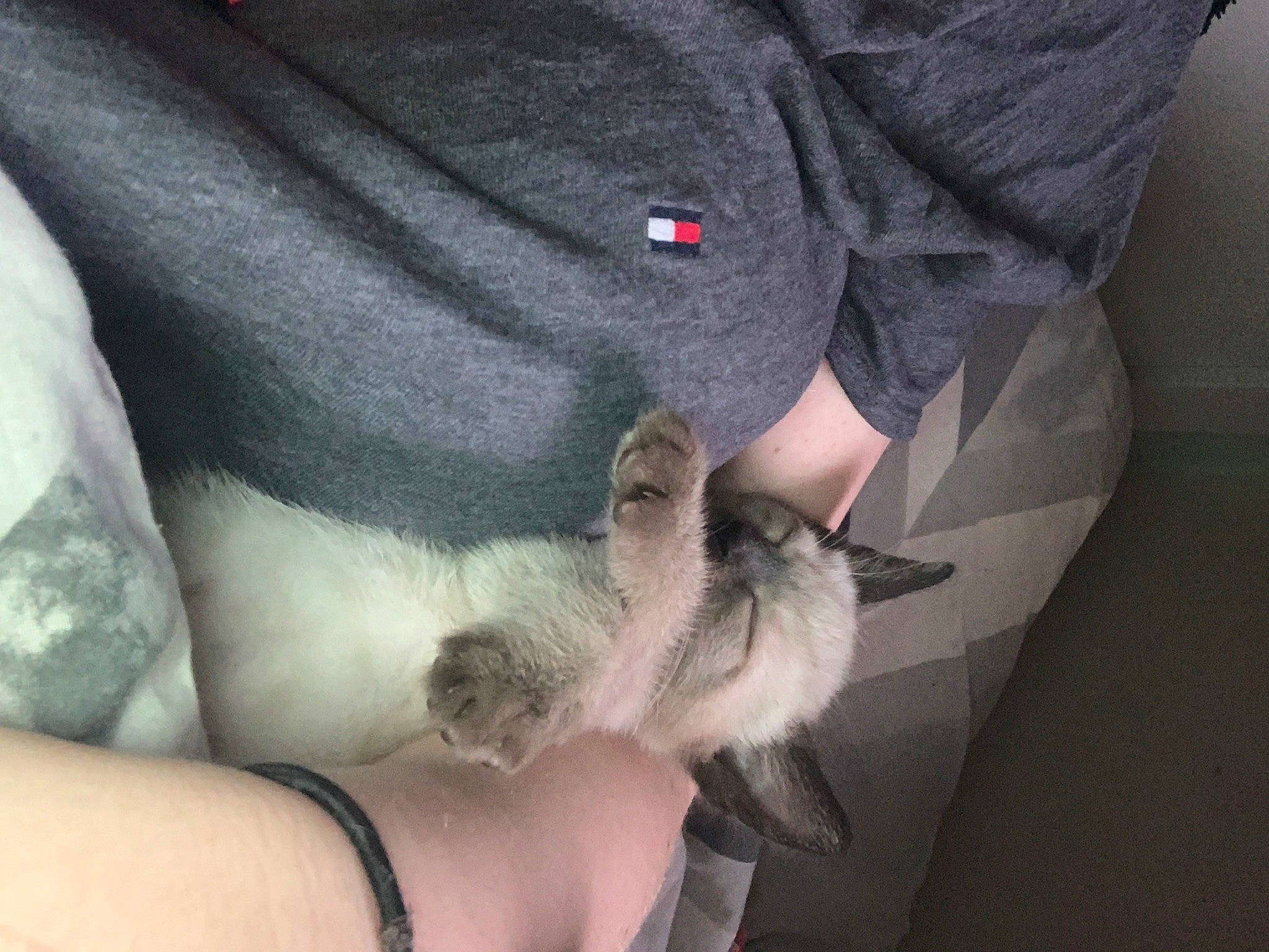 Smokey is registered to the contest to win money with this photo: beard, comfort, dog_breed, elbow, fawn, felidae, foot, fur, gesture, grey, human_leg, knee, nail, paw, sleeve, small_to_medium_sized_cats, tail, thigh, whiskers, wrist