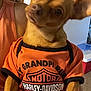 dog, small_dog, brown_dog, harley_davidson, dog_clothing, pet, indoor, person_holding_dog, curious_expression, large_ears, head_tilt, orange_shirt, hand, human_arm, door, household, cool_pet, cute, animal, portrait