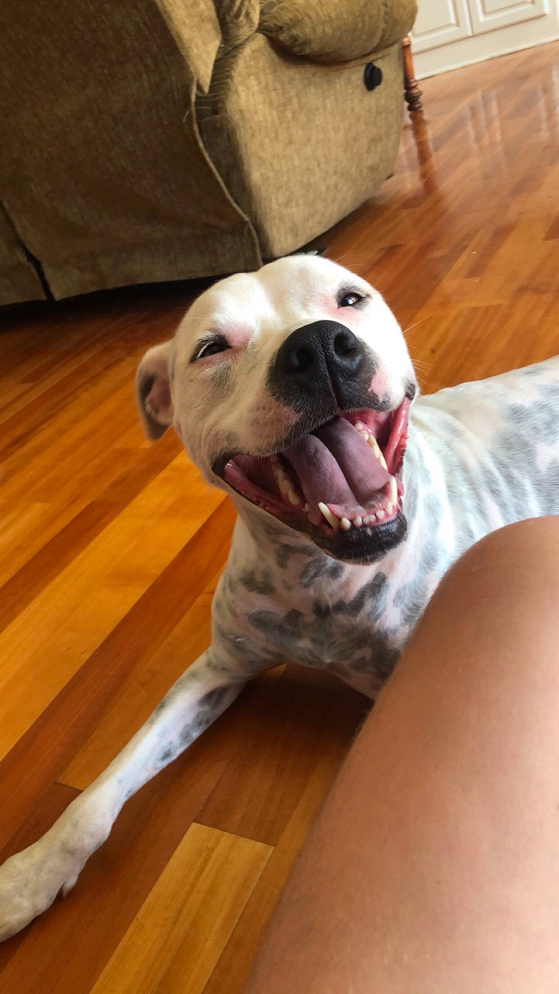 Mercy is registered to the contest to win money with this photo: american_bulldog, american_pit_bull_terrier, american_staffordshire_terrier, canidae, carnivore, dog, dog_breed, dogo_argentino, fawn, mammal, non_sporting_group, nose, pit_bull, snout, sporting_group, staffordshire_bull_terrier, valley_bulldog