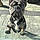 Odie