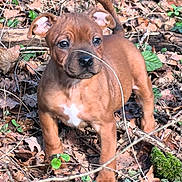 Arlo a rejoint le concours — aidez-le/la à gagner de superbes lots ! puppy, dog, brown, young, outdoor, forest, leaves, twigs, nature, animal, cute, pet, alert, standing, ground, small, ears, tail, fur, whiskers