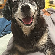 Bella joined the competition — help win amazing prizes! bedroom, black_and_white_fur, blanket, canine, close_up, dog, friendly, happy, human_hand, indoor, muzzle, nose, paw, pet, pillow, portrait, senior_dog, smiling, tongue_out, whiskers