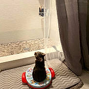 Vina joined the competition — help win amazing prizes! cat, bathroom, shower, shower_curtain, bath_mat, toy, tile_floor, curious_cat, indoor, pet, animal, domestic, bathroom_accessories, home, floor, playful, sitting, looking_up, colorful, texture