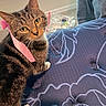 cat, tabby_cat, ribbon, pink_ribbon, cushion, blue_cushion, pattern, indoor, carpet, person, pants, curious, pet, whiskers, animal, domestic_animal, looking_up, close_up, feline, resting
