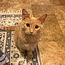 Mooncake is registered to the contest to win money with this photo: animal, cat, closeup, curious, cute, domestic_cat, ears, feline, floor, fur, ginger_cat, indoor, looking_up, patterned_rug, pet, rug, sitting, tail, tile_floor, whiskers