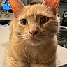 animal, cat, close_up, countertop, curious, cute, domestic_cat, ears, feline, fur, green_eyes, household, indoor, kitchen, orange_tabby, pet, portrait, relaxed, sitting, whiskers