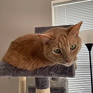 Mooncake joined the competition — help win amazing prizes! animal, cat, cat_tree, cozy, curious, cute, domestic, feline, floor_lamp, fur, green_eyes, home, indoor, orange_tabby, pet, platform, relaxed, resting, whiskers, window_blinds