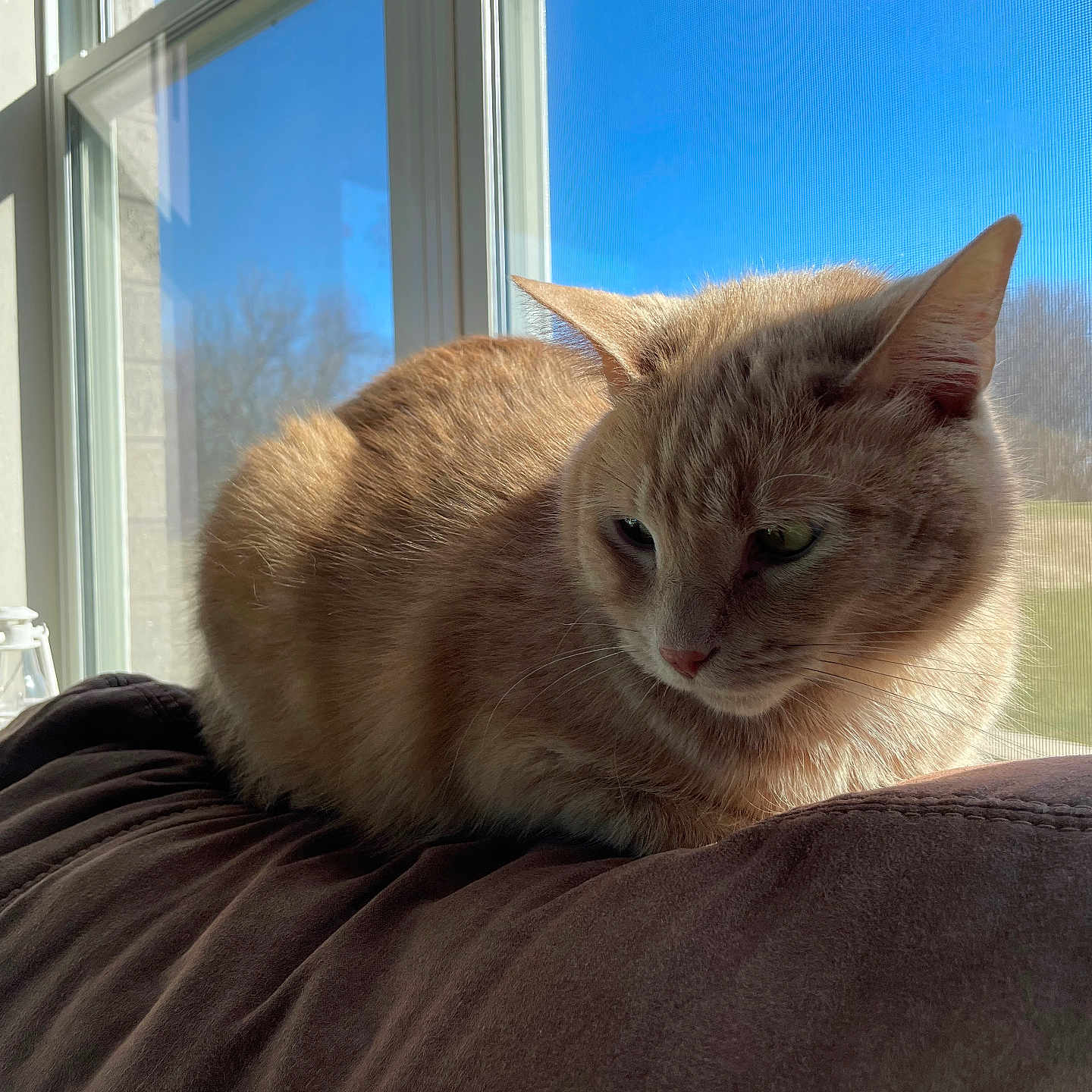 Mooncake is registered to the contest to win money with this photo: animal, blue_sky, cat, cozy, cushion, daylight, feline, fur, ginger_cat, home, indoor, pet, quiet, relaxed, resting, soft, sunlight, tree, whiskers, window