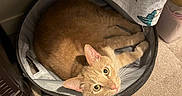 Mooncake is registered to the contest to win money with this photo: animal, bed, carpet, cat, cozy, curious, cute, ears, fabric, fur, home, indoor, laundry, looking_up, orange_cat, pattern, pet, resting, soft, whiskers
