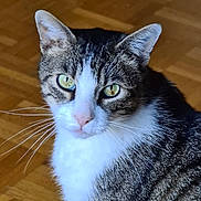 Moustik participe au concours pour gagner de l'argent avec cette photo : cat, tabby_cat, pet, animal, feline, whiskers, ears, green_eyes, fur, indoor, parquet_floor, close_up, looking, curious, domestic_cat, mammal, face, portrait, sitting, cute