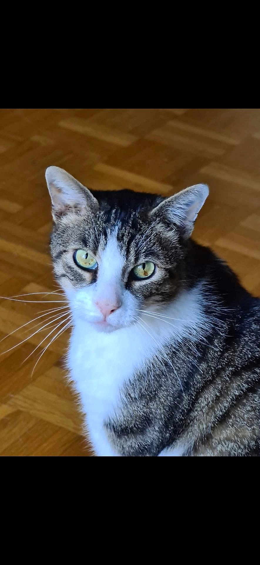 Moustik