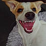 Cannelle a rejoint le concours — aidez-le/la à gagner de superbes lots ! dog, pet, animal, smiling, teeth, mouth, fur, white, brown, ears, tongue, indoor, rug, fluffy, closeup, canine, happy, playful, expression, lying