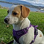 animal, brown_ear, canine, clouds, cute, daytime, dog, grass, lake, leash, mountains, nature, outdoor, pet, portrait, purple_harness, sitting, sky, water, white_dog