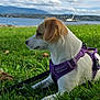 animal, canine, clouds, daytime, dog, grass, greenery, lake, leash, mountains, nature, outdoor, park, pet, purple_harness, relaxing, scenery, side_view, sky, water