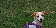 Cannelle a rejoint le concours — aidez-le/la à gagner de superbes lots ! dog, canine, pet, puppy, grass, outdoor, nature, harness, smiling, sitting, animal, tail, ears, white, brown, happy, leisure, park, cute, young
