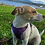 animal, calm, canine, clouds, daytime, dog, grass, greenery, lake, leash, mountains, nature, outdoor, pet, profile, purple_harness, scenic, sitting, sky, water