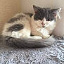 Aïdora participe au concours pour gagner de l'argent avec cette photo : kitten, cat, gray, white, fluffy, fur, pet, animal, indoor, resting, blanket, soft, texture, corner, curious, young, cute, small, domestic, cozy