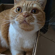 Pixel participe au concours pour gagner de l'argent avec cette photo : cat, ginger_cat, white_fur, box, indoor, pet, animal, curious, whiskers, ears, floor, tile, container, closeup, feline, domestic_cat, cute, fur, sitting, face