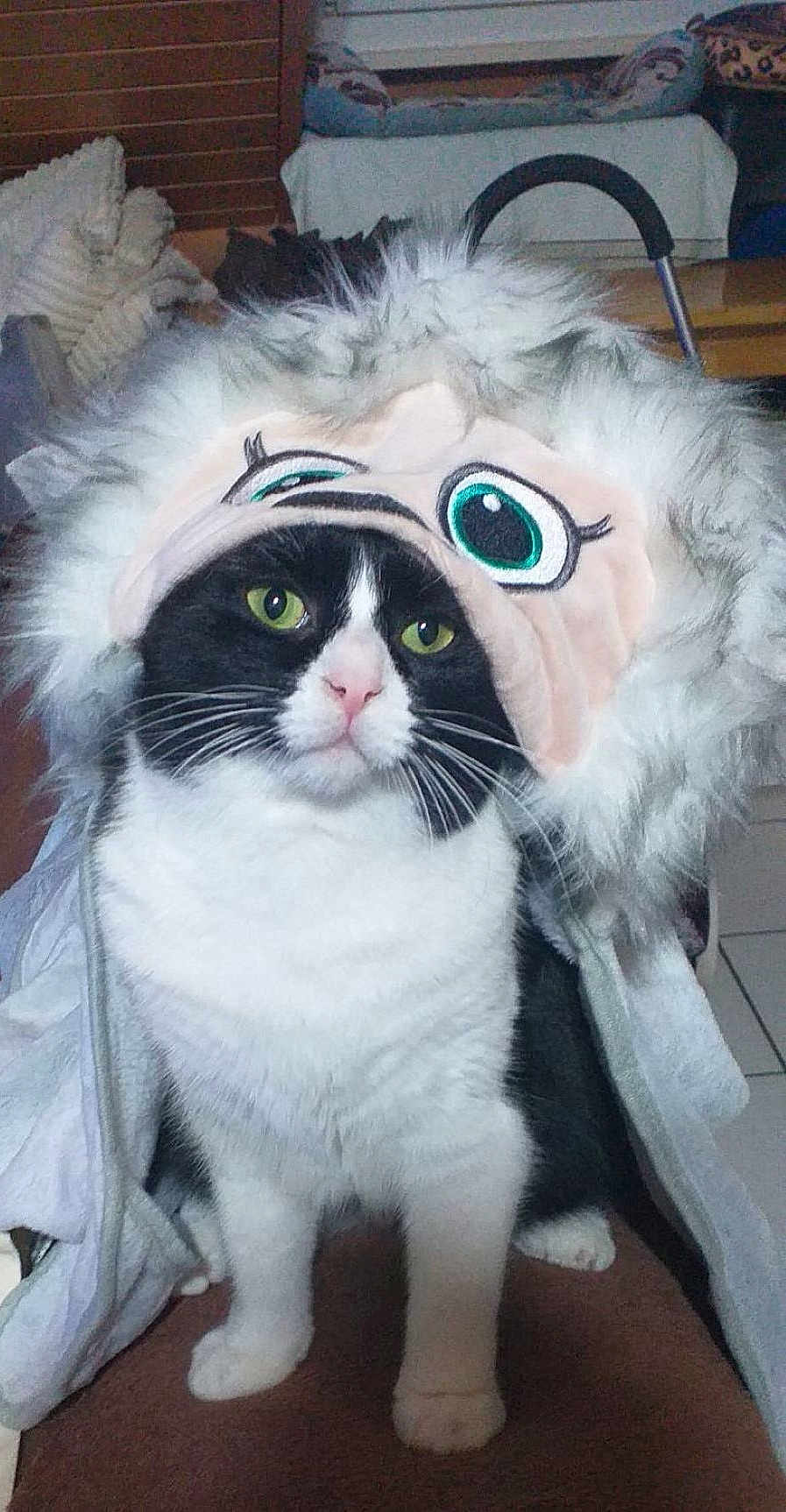 Django participe au concours pour gagner de l'argent avec cette photo : cat, black_and_white, pet, indoor, hat, costume, fur, animal, whiskers, green_eyes, cute, sitting, domestic_cat, feline, funny_hat, portrait, household, cozy, fur_texture, expression
