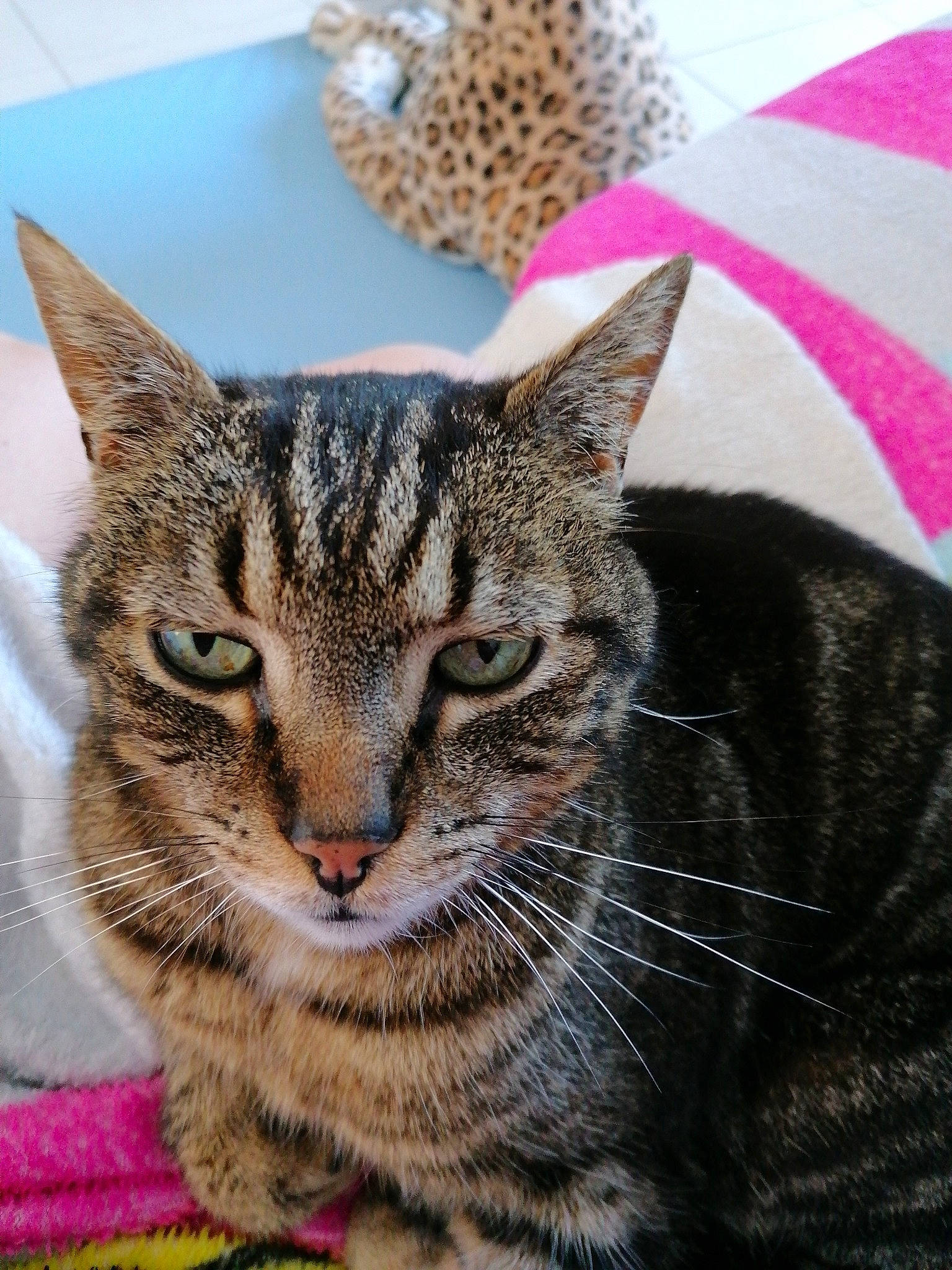 Roumy a rejoint le concours — aidez-le/la à gagner de superbes lots ! american_shorthair, american_wirehair, asian, california_spangled, carnivore, cat, domestic_short_haired_cat, dragon_li, european_shorthair, felidae, kitten, mammal, ocicat, pixie_bob, small_to_medium_sized_cats, snout, tabby_cat, toyger, vertebrate, whiskers