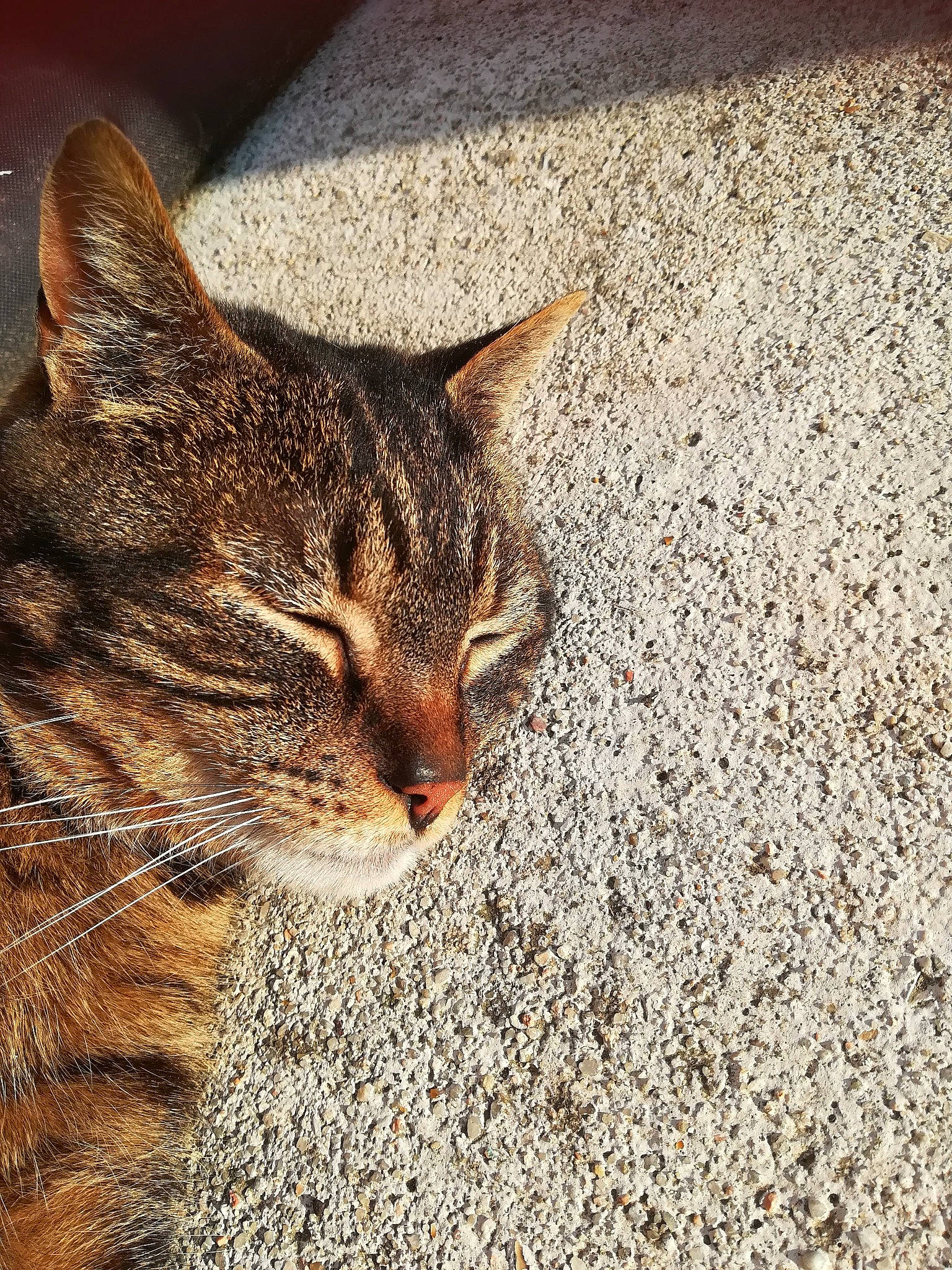 Roumy participe au concours pour gagner de l'argent avec cette photo : aegean_cat, asian, california_spangled, carnivore, cat, chausie, close_up, domestic_short_haired_cat, dragon_li, european_shorthair, eye, felidae, fur, mammal, ocicat, small_to_medium_sized_cats, snout, tabby_cat, whiskers, wild_cat